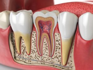 Illustrated cross-section of tooth, showing pulp and root canals