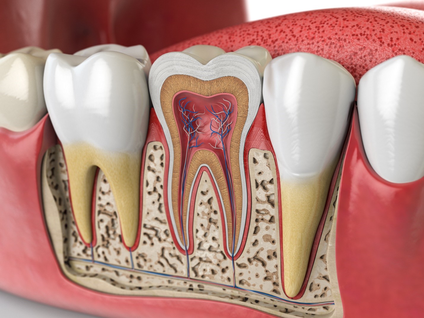 Illustratedcrosssectionoftoothshowingpulpandrootcanals